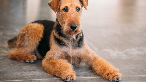 Airedales for store adoption near me